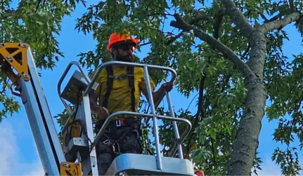 Commercial Tree Services