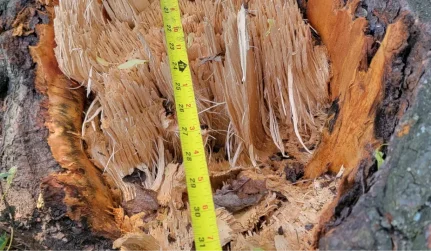 Stump Grinding