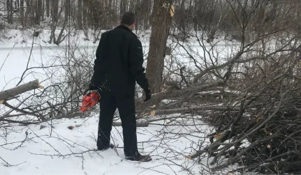 Tree Trimming & Pruning
