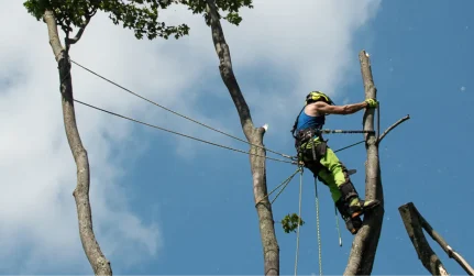 Utility Line Tree Clearing